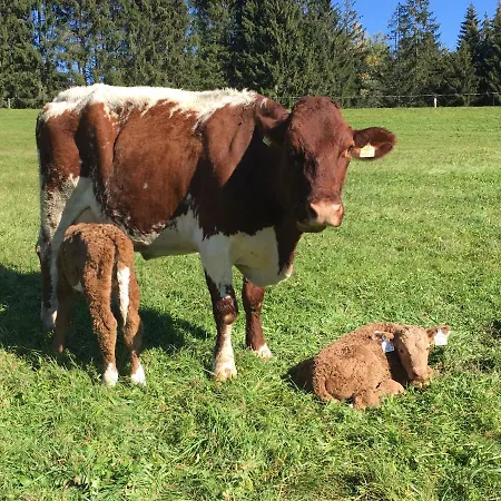 Arlberggut Daire Sankt Johann im Pongau