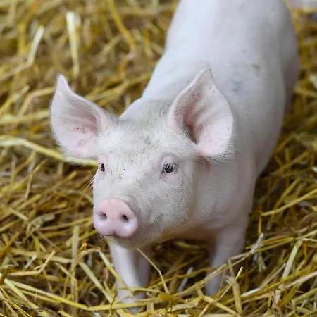Arlberggut Daire Sankt Johann im Pongau